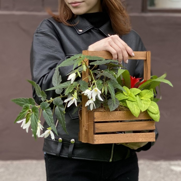 Композиция с бегонией и гузманией в деревянном кашпо