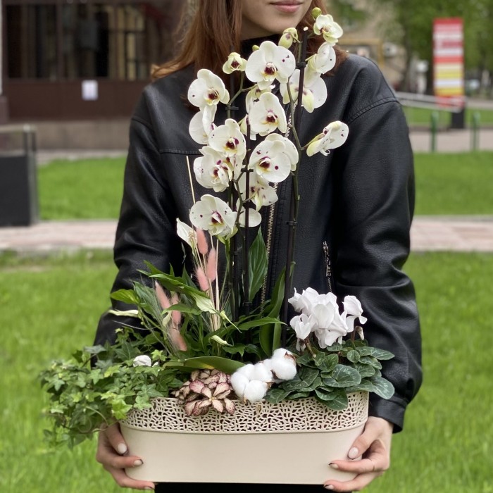 Композиция с орхидеей фаленопсис и спатифиллумом в металлическом кашпо