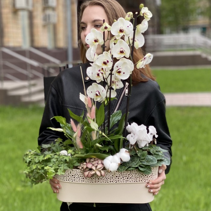 Композиция с орхидеей фаленопсис и спатифиллумом в металлическом кашпо