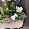 Композиция с орхидеей фаленопсис и спатифиллумом в металлическом кашпо