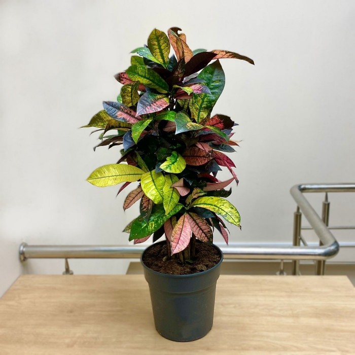 Кодиеум Айстон Бранч