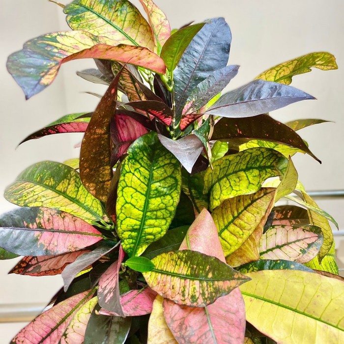 Кодиеум Айстон Бранч