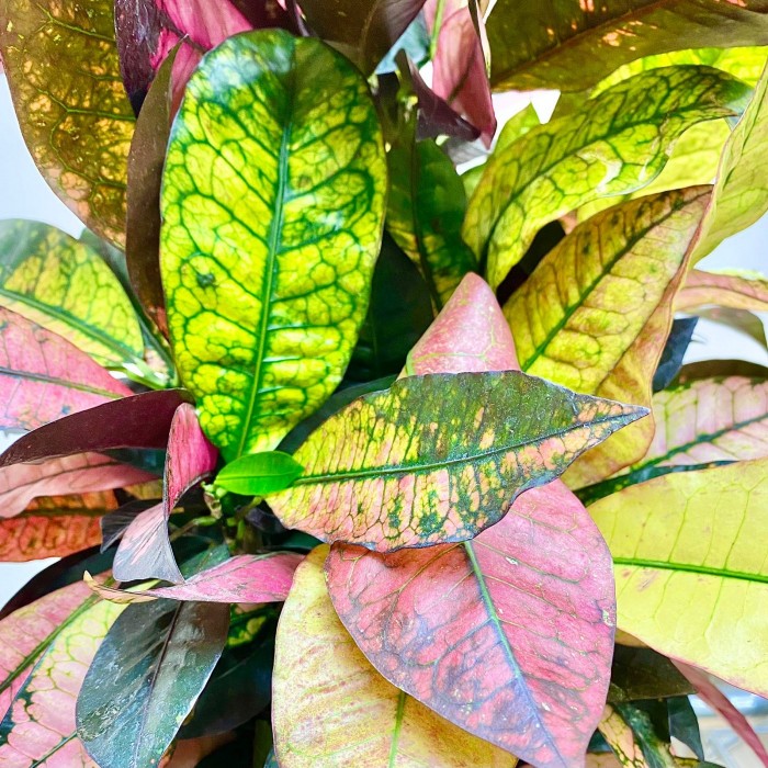 Кодиеум Айстон Бранч