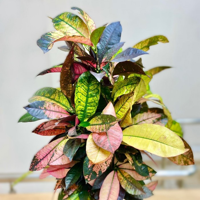 Кодиеум Айстон Бранч