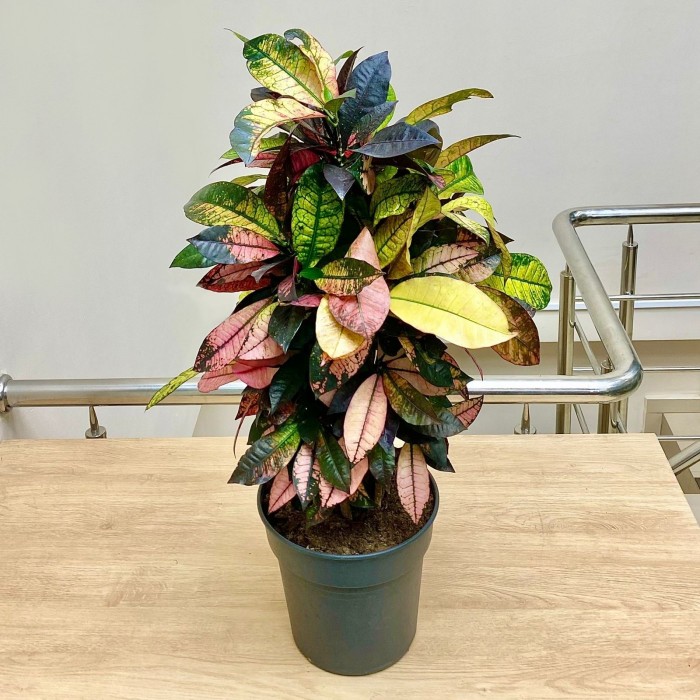 Кодиеум Айстон Бранч