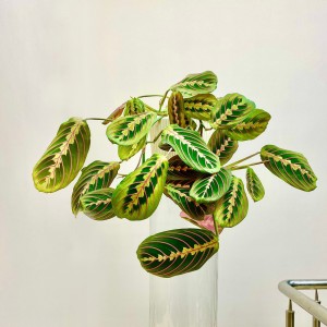 Маранта Фасцинатор Триколор