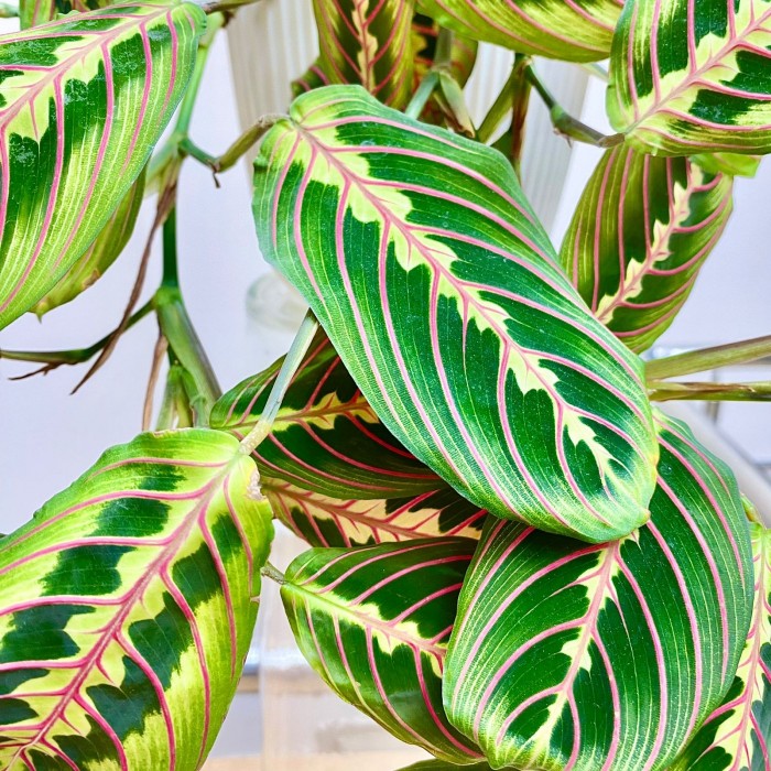 Маранта Фасцинатор Триколор