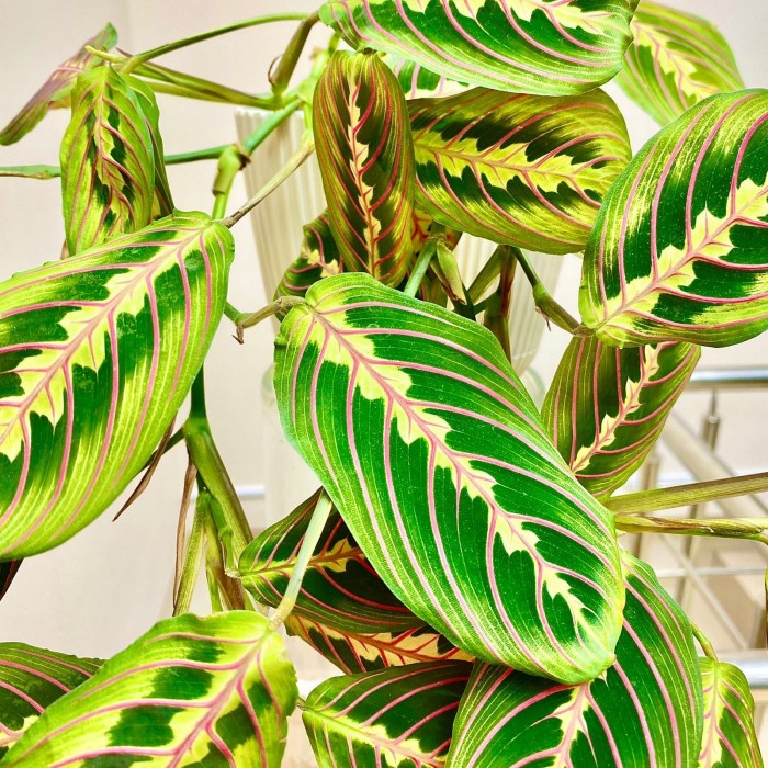 Маранта Фасцинатор Триколор