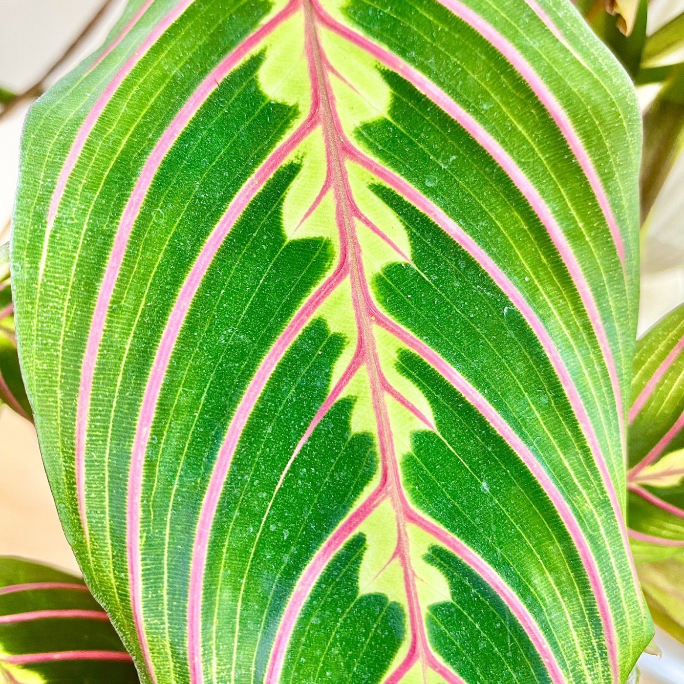 Маранта Фасцинатор Триколо в горшке | доставка по Москве и области