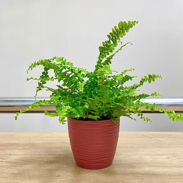 Папоротник (нефролепис) Грин Леди