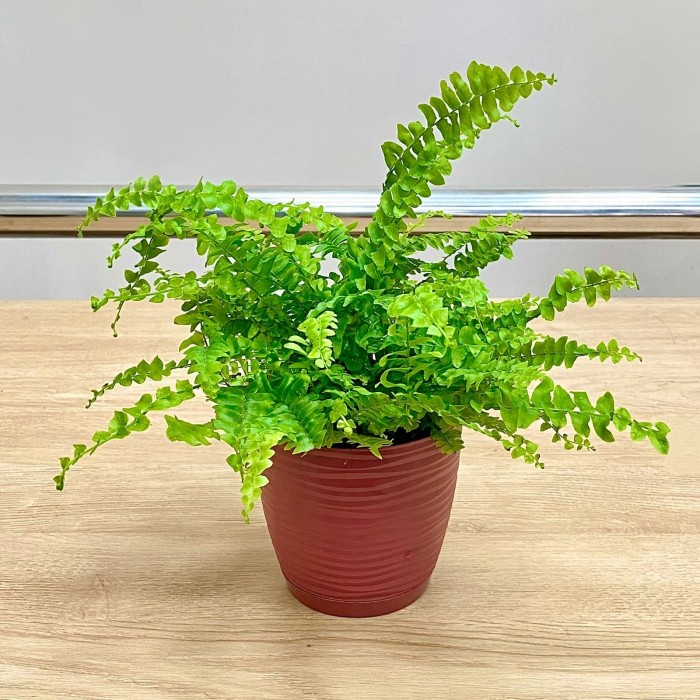 Папоротник (нефролепис) Грин Леди