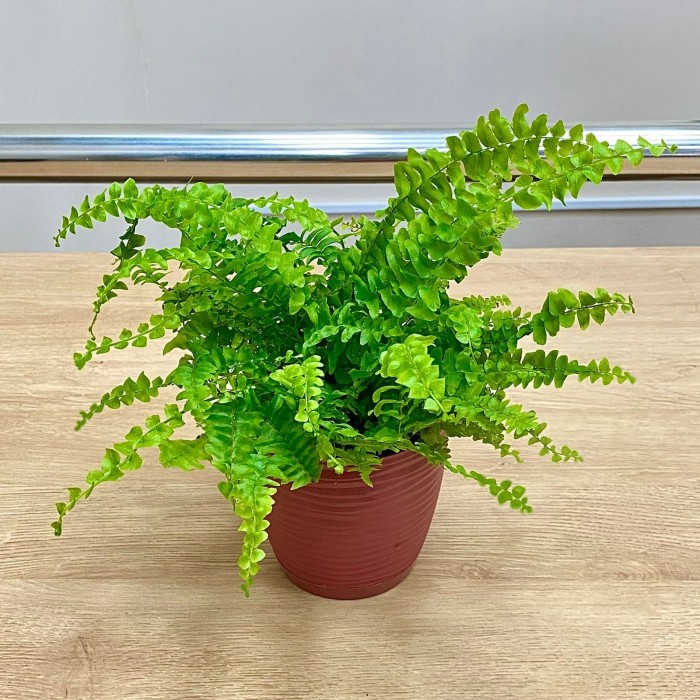 Папоротник (нефролепис) Грин Леди