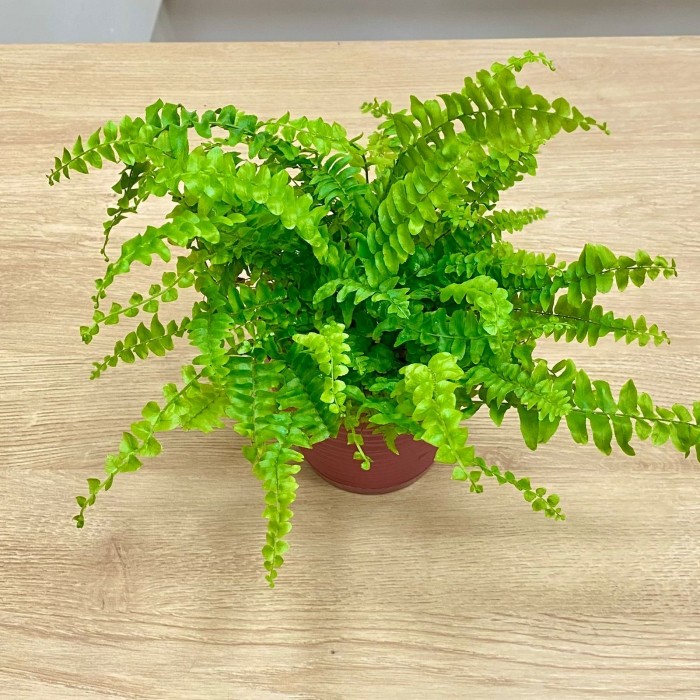 Папоротник (нефролепис) Грин Леди