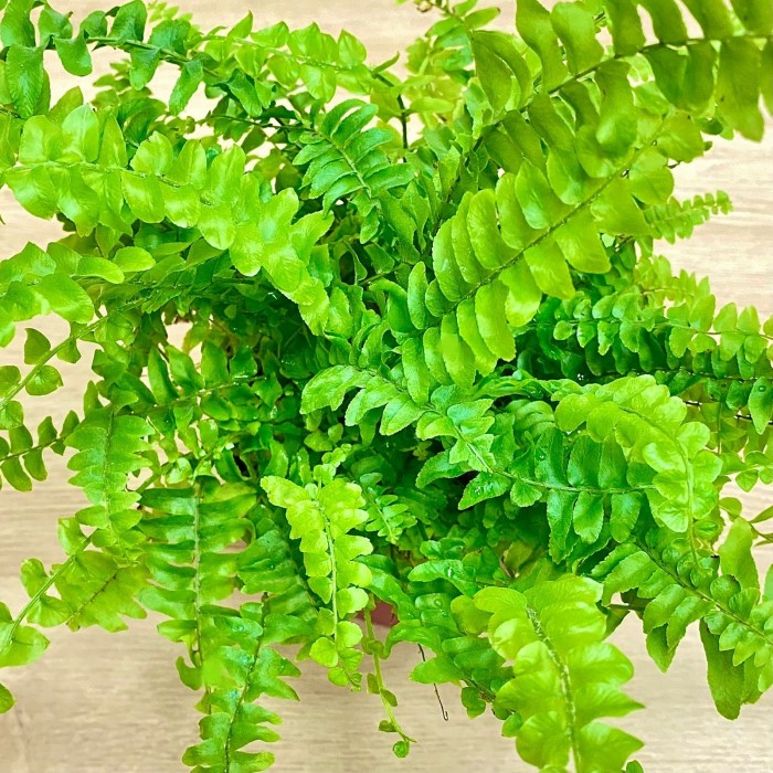 Папоротник (нефролепис) Грин Леди