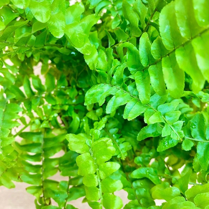 Папоротник (нефролепис) Грин Леди