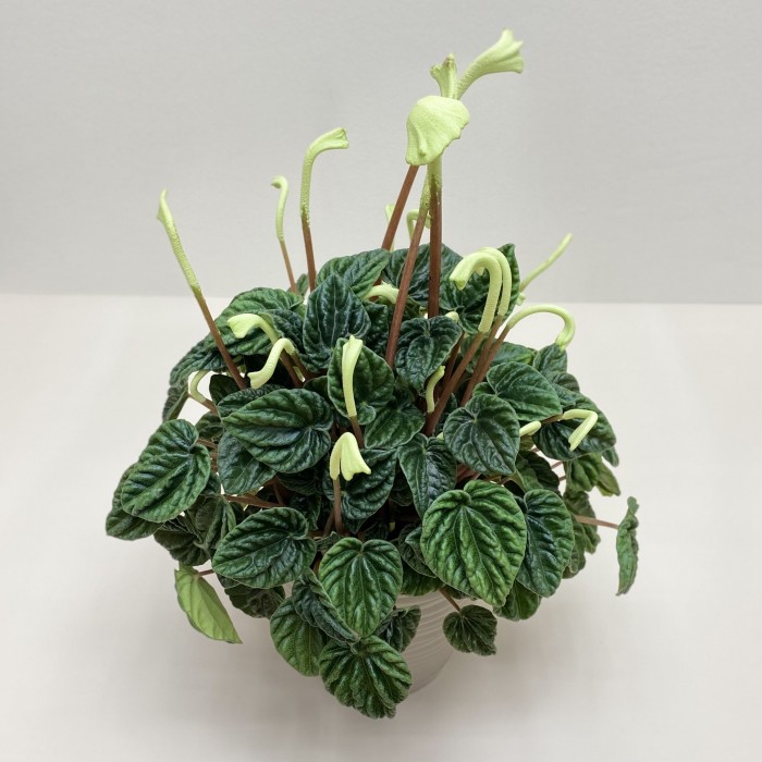 Пеперомия Каперата Лилиан в горшке