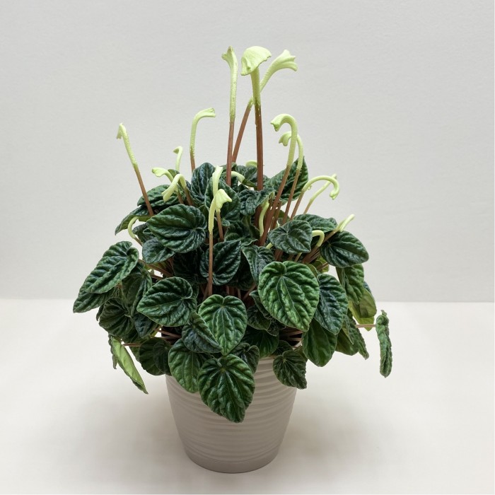 Пеперомия Каперата Лилиан в горшке