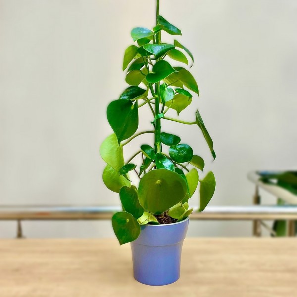 Пеперомия многокистевая