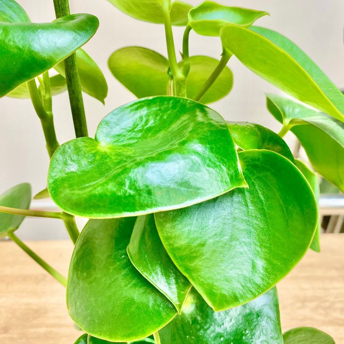 Пеперомия многокистевая