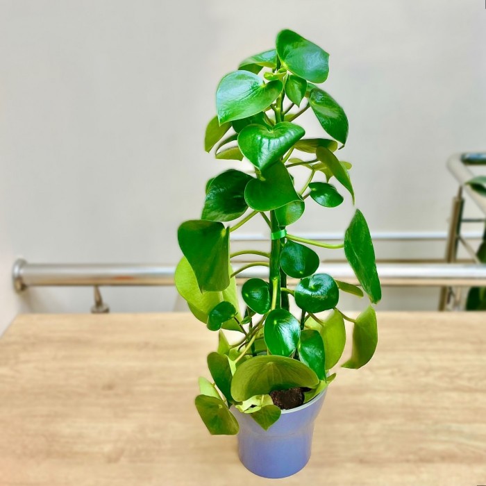 Пеперомия многокистевая