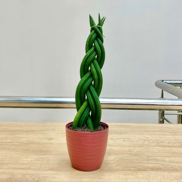 Сансевиерия цилиндрическая Косичка
