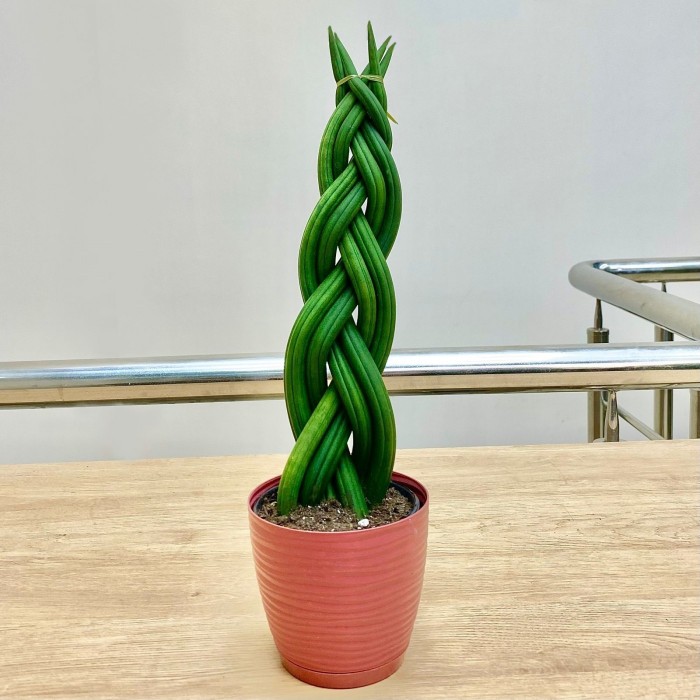 Сансевиерия цилиндрическая Косичка
