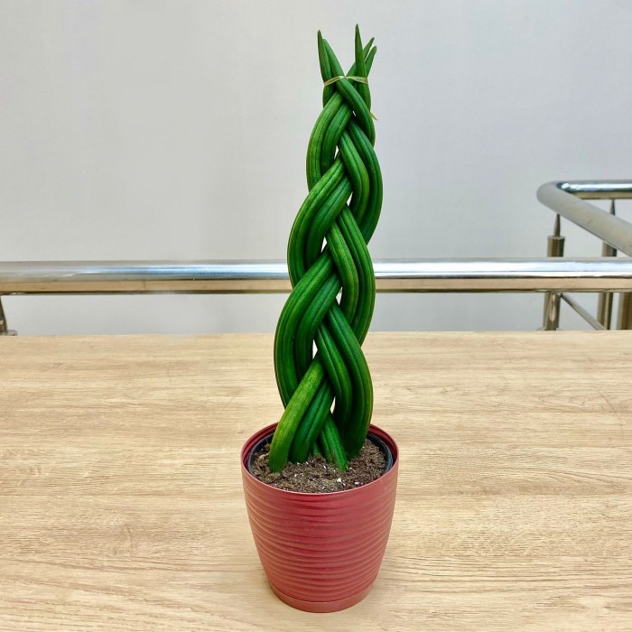 Сансевиерия цилиндрическая Косичка