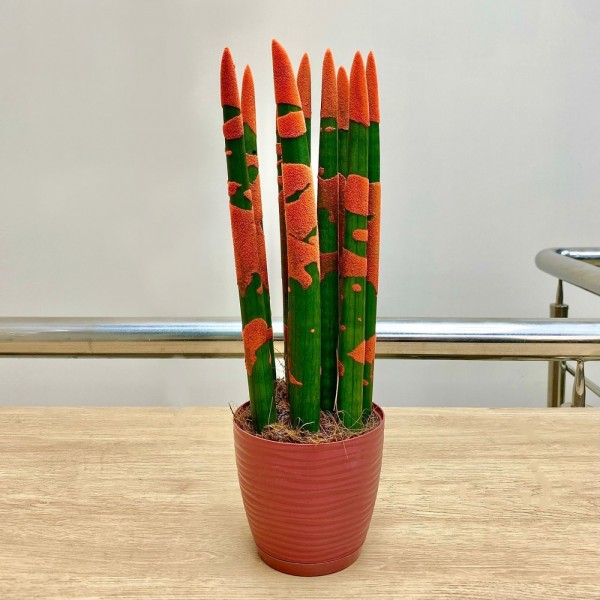 Сансевиерия цилиндрическая оранжевая