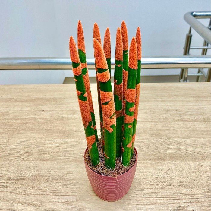 Сансевиерия цилиндрическая оранжевая