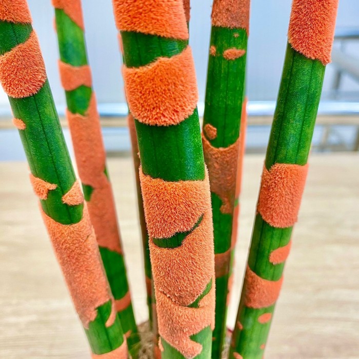 Сансевиерия цилиндрическая оранжевая