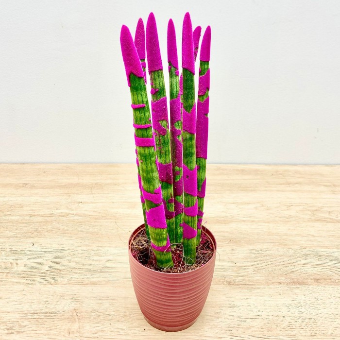 Сансевиерия цилиндрическая розовая
