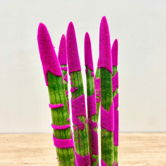 Сансевиерия цилиндрическая розовая