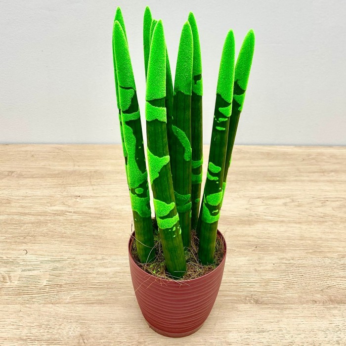 Сансевиерия цилиндрическая зеленая