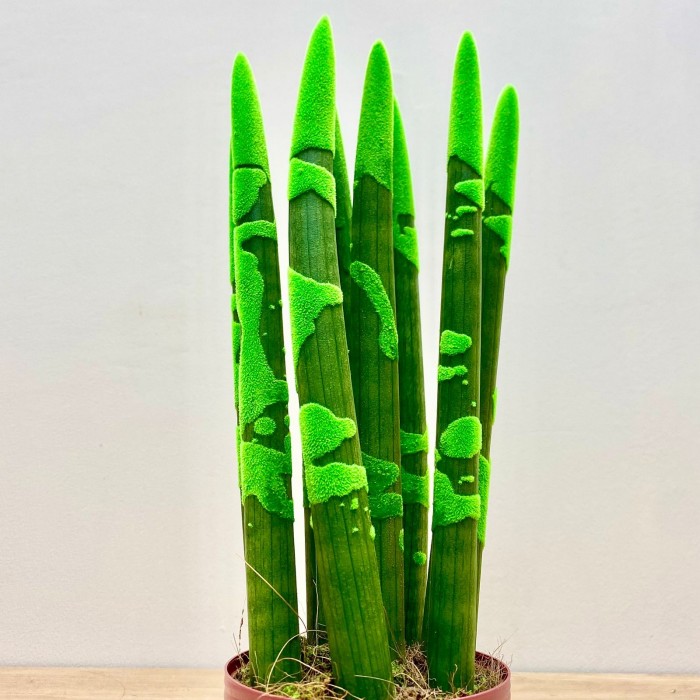 Сансевиерия цилиндрическая зеленая