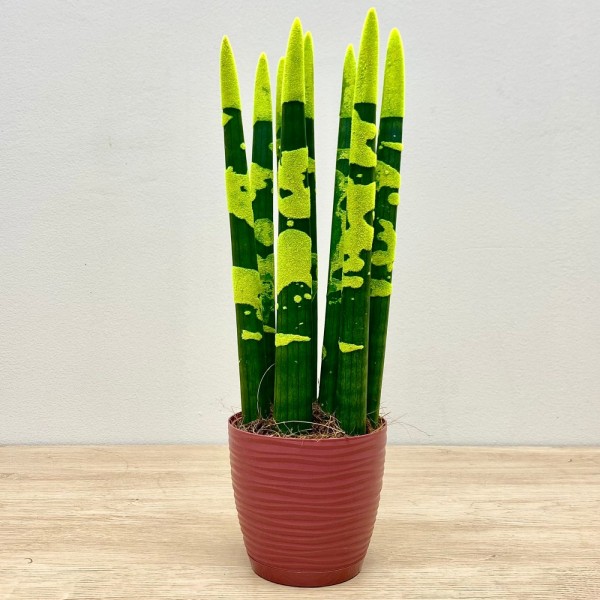 Сансевиерия цилиндрическая желтая