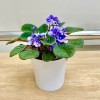 Фиалка (сенполия) сиреневая