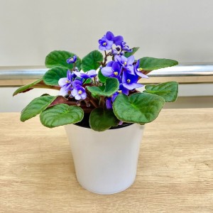 Фиалка (сенполия) сиреневая