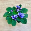 Фиалка (сенполия) сиреневая