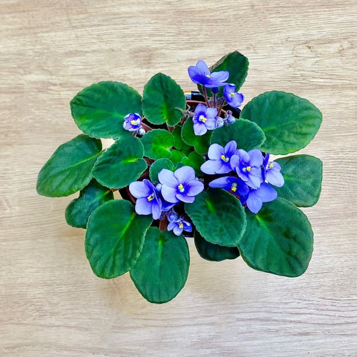 Фиалка (сенполия) сиреневая