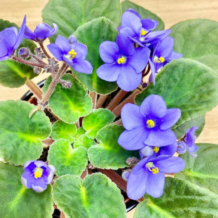 Фиалка (сенполия) сиреневая