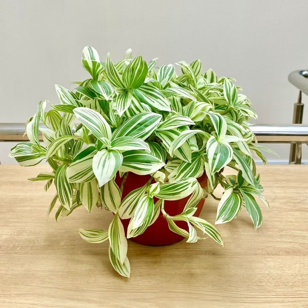 Традесканция белоцветковая