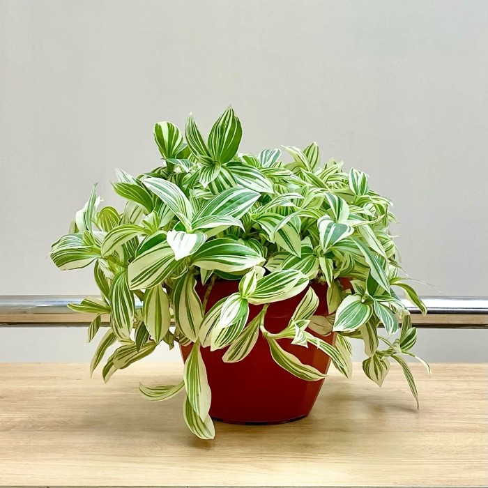 Традесканция белоцветковая