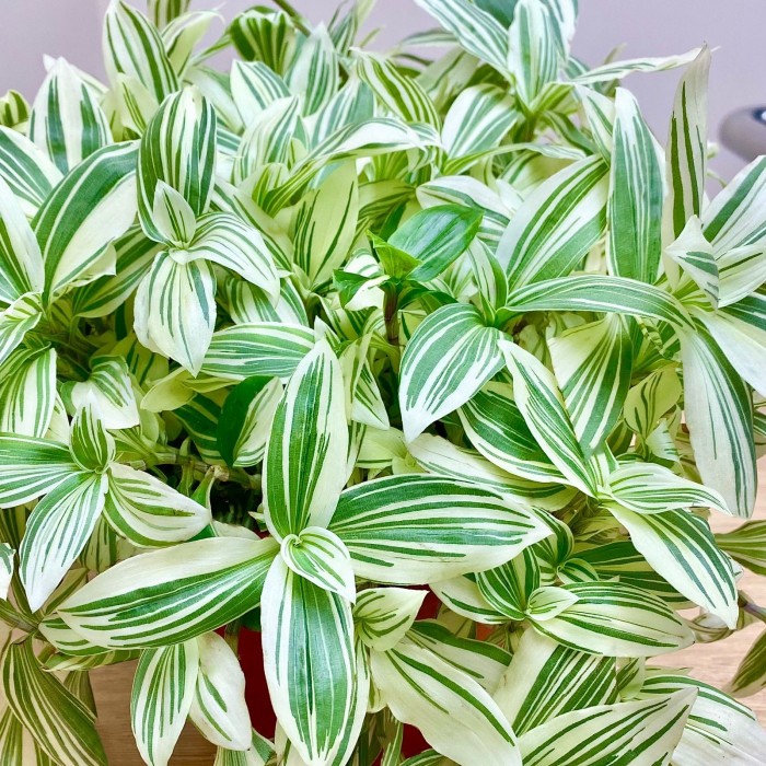 Традесканция белоцветковая