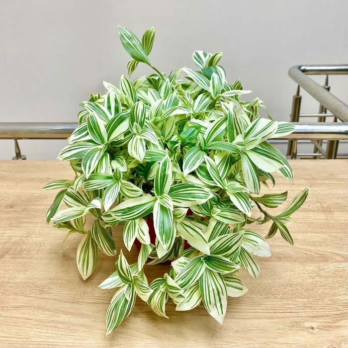 Традесканция белоцветковая