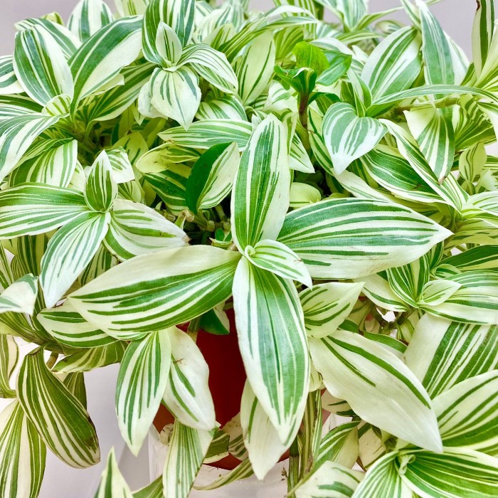 Традесканция белоцветковая