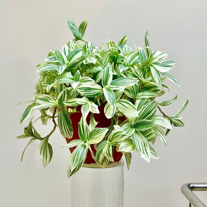 Традесканция белоцветковая