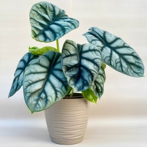 Алоказия Дракон