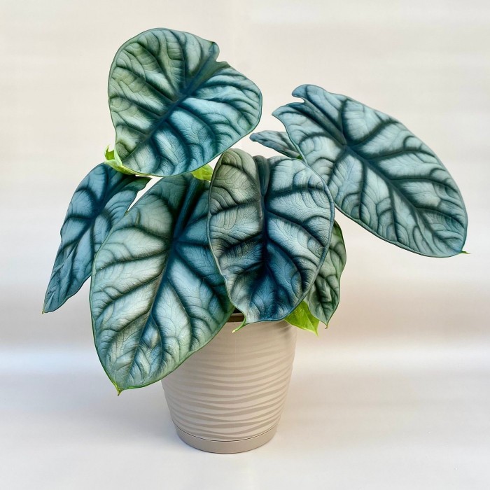 Алоказия Дракон