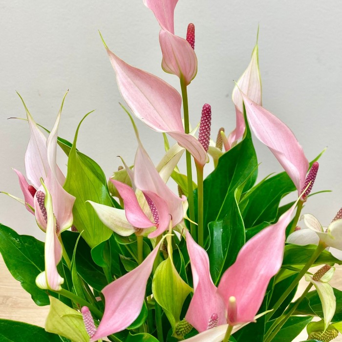 Антуриум Лилли