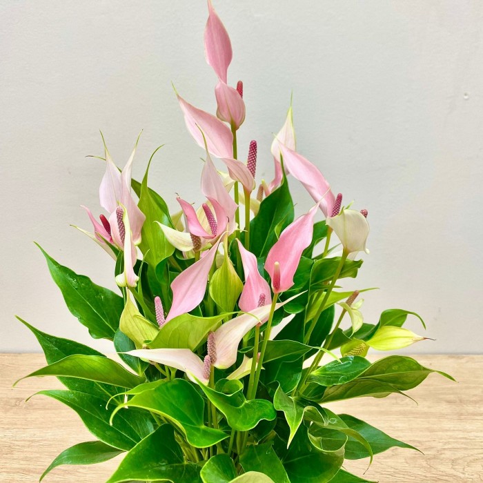 Антуриум Лилли